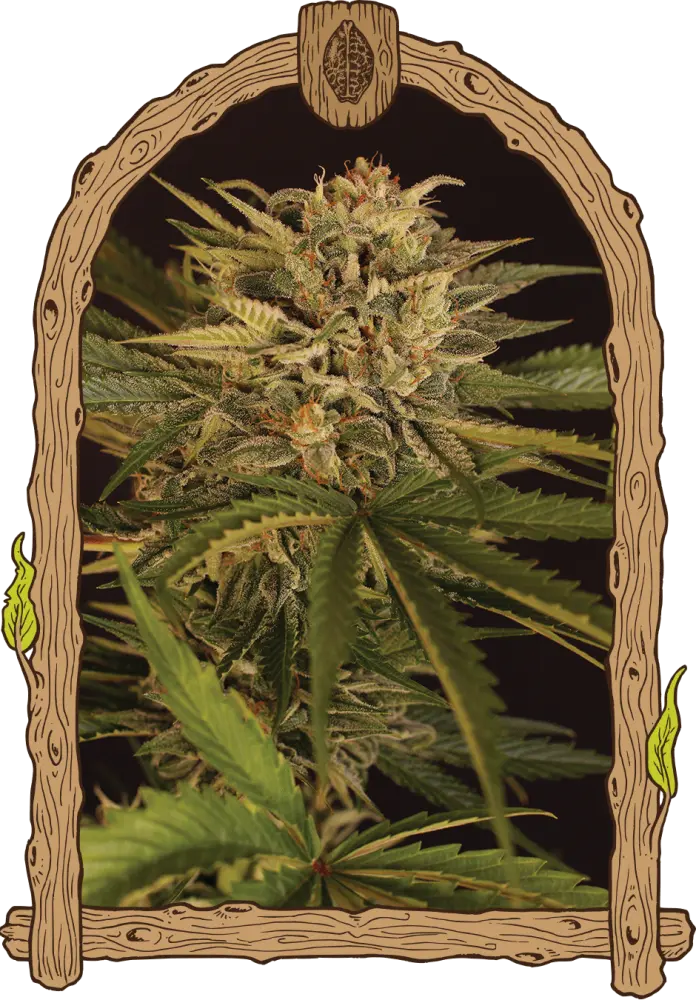 Dr. Greenman Pure CBD - feminizovaná semena konopí, 5 ks, Exotic Seed