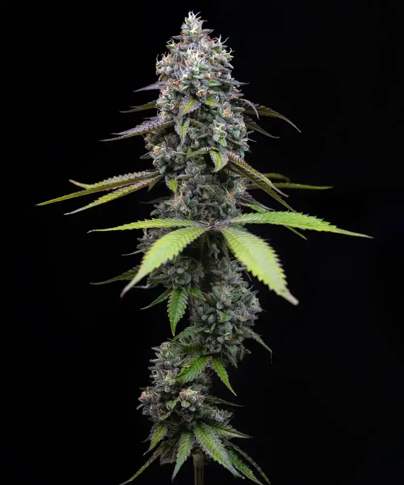 Zoap feminized seeds - 1