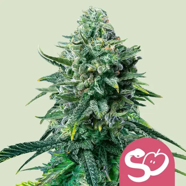 Forbidden Fruit Feminizovaná Semínka - 5