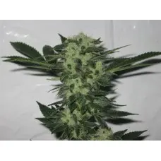 Cali Connection 818 Headband feminizovaná semena
