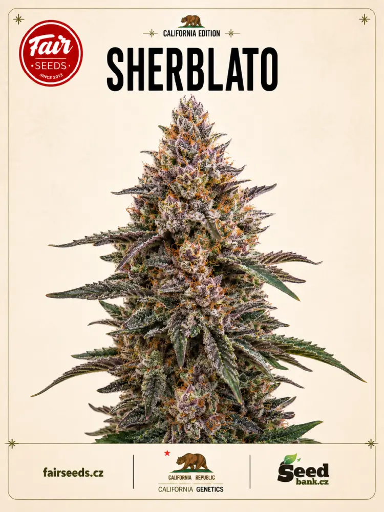 Fair Seeds Sherblato feminizovaná semena