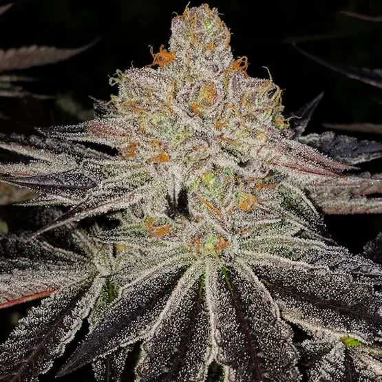 Ethos Genetics Purple Zkittlez Rbx feminizovaná semena