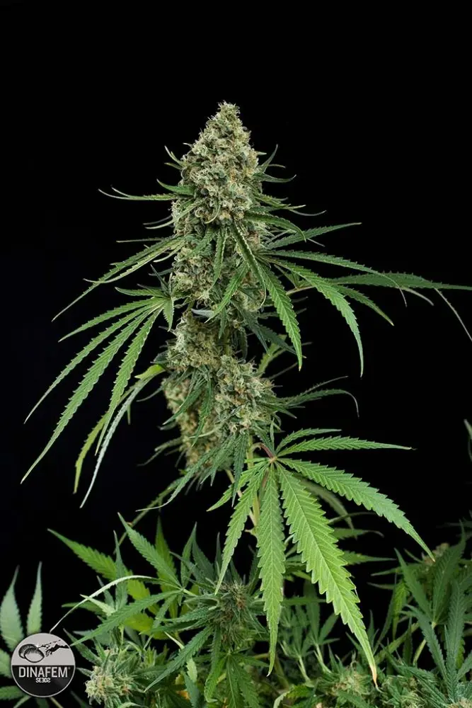 Critical+ Autoflower - 5 ks feminizovaná semínka Dinafem