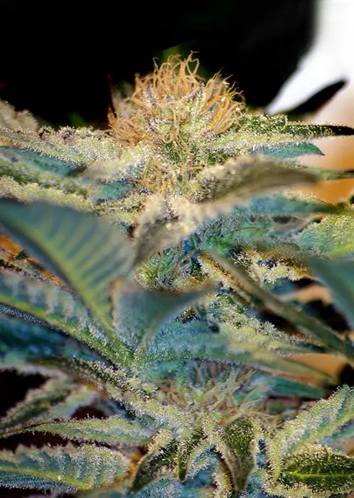 Mohan Ram – feminizovaná semínka 10 ks Sweet Seeds