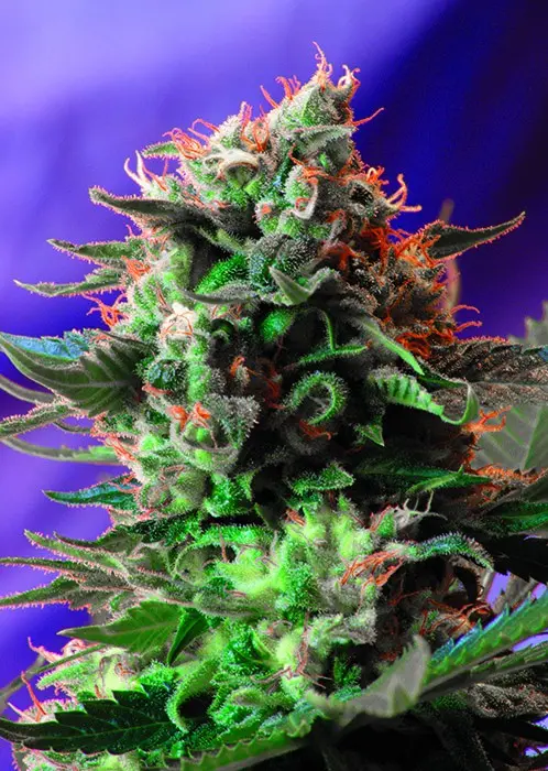 Jack 47 Fast Version - feminizovaná semena 10 ks Sweet Seeds