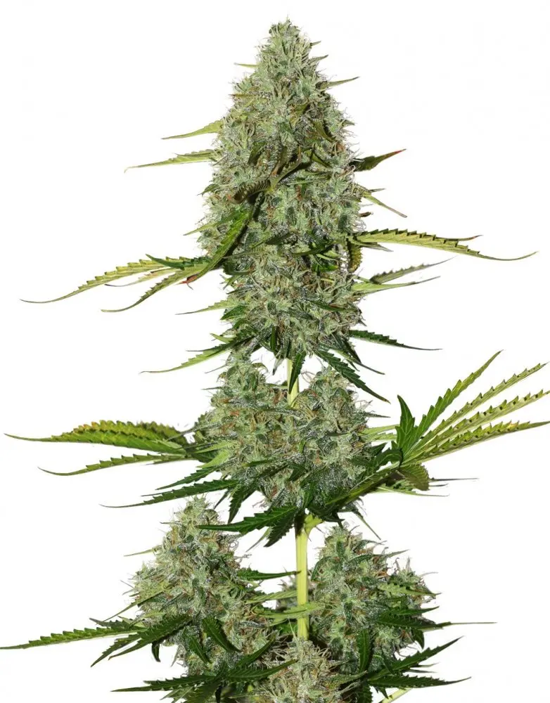 BCN Critical XXL samonakvétací semena 3 ks Seedstockers