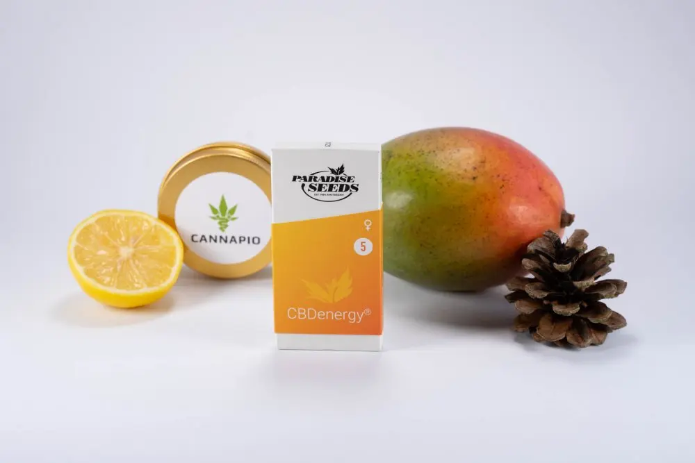 CBDenergy - feminizovaná semínka 5ks Paradise Seeds