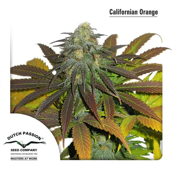 Californian Orange - feminizovaná semínka 3 ks Dutch Passion