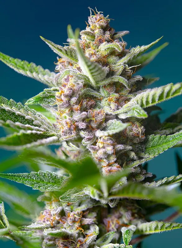 Purple Punch OG - feminizovaná semínka 5 ks Sweet Seeds