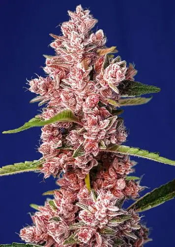 Tropicanna Poison F1 FAST - feminizovaná semínka 5 ks  Sweet Seeds