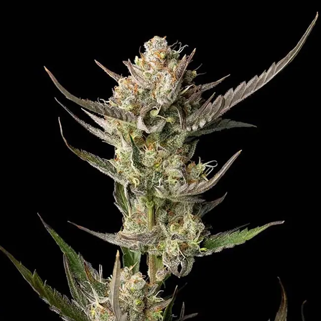 OG Kush Feminizovaná Semena 25