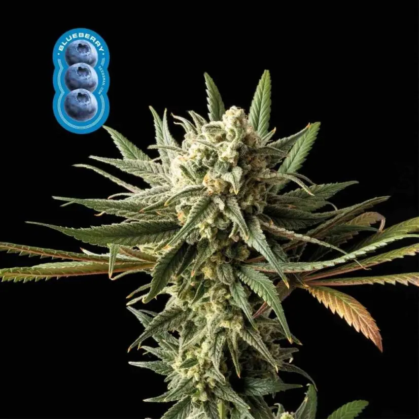 Blueberry Feminizovaná Semena