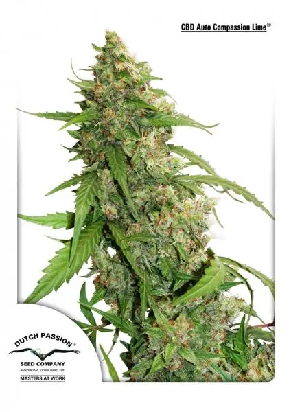 Dutch Passion Compassion Lime CBD Auto feminizovaná semena