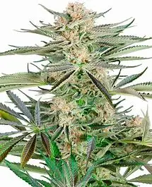Sensi Seeds Screwdriver OG feminizovaná semena