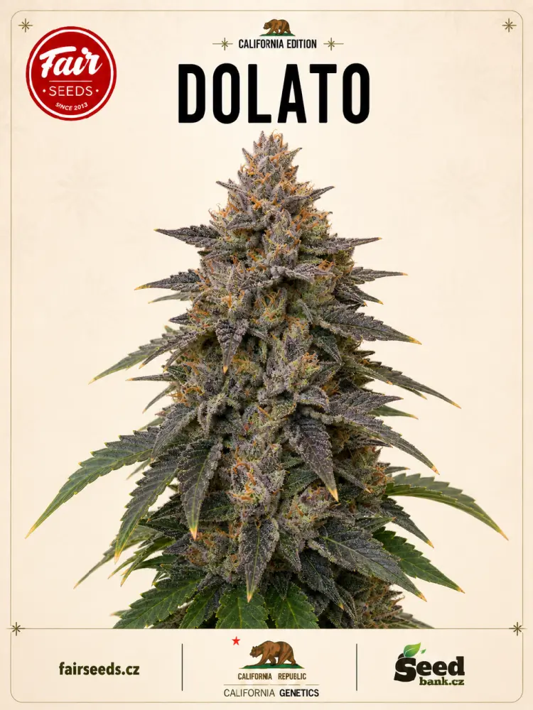 Fair Seeds Dolato feminizovaná semena