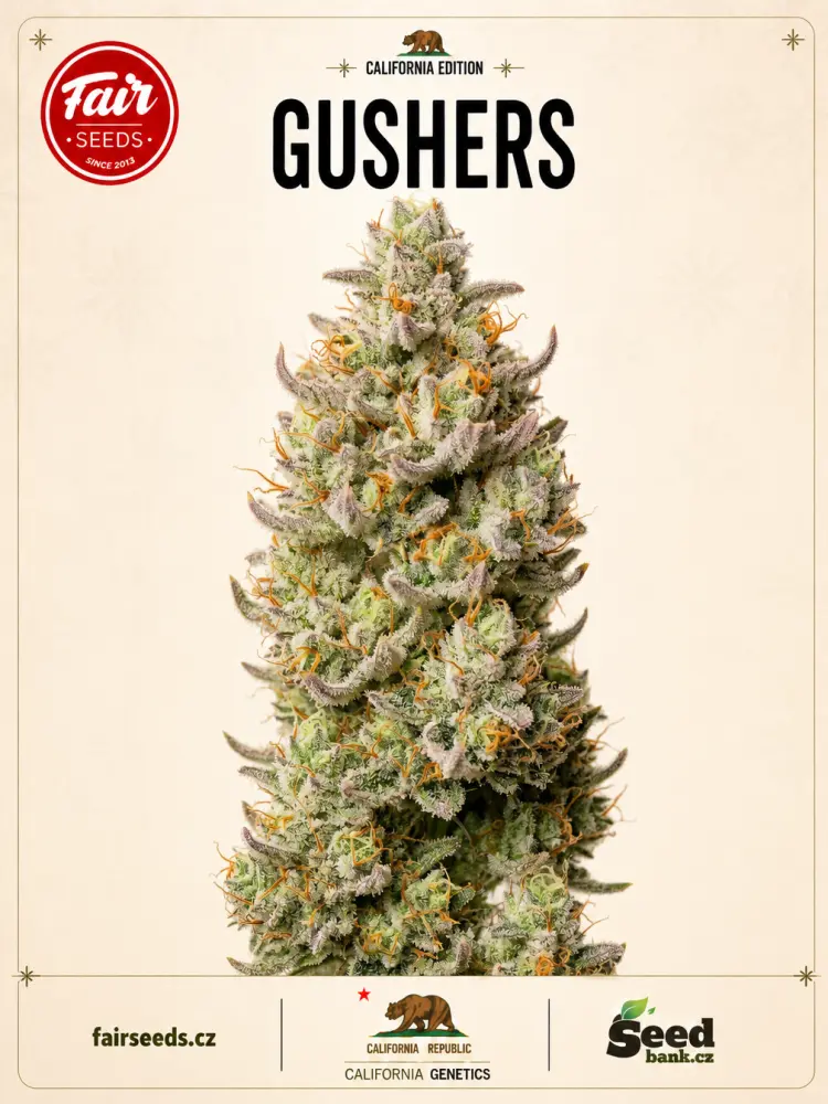Fair Seeds Gushers feminizovaná semena
