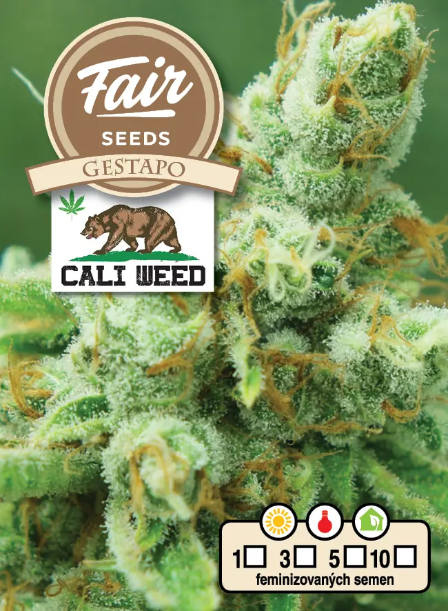 Fair Seeds Cali Weed Gestapo feminizovaná semena