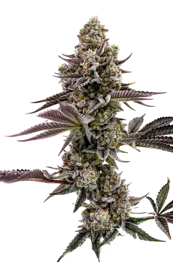 Humboldt Seed Company Blueberry Cupcake feminizovaná semena