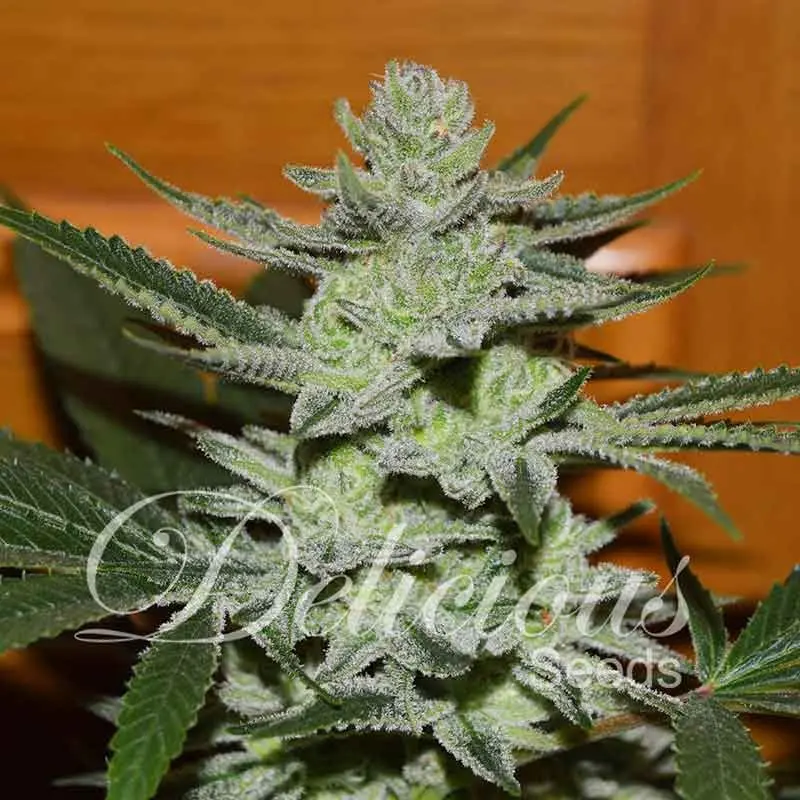 Delicious Seeds Unknown Kush feminizované semena