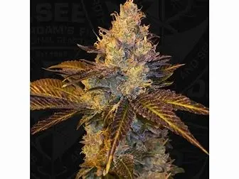 T.H. Seeds Stracciatella Do-Si-Dos x SBC feminizovaná semena, 5 ks
