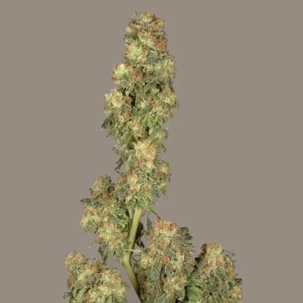 Super Haze - feminizovaná semínka 5ks Dutch Passion