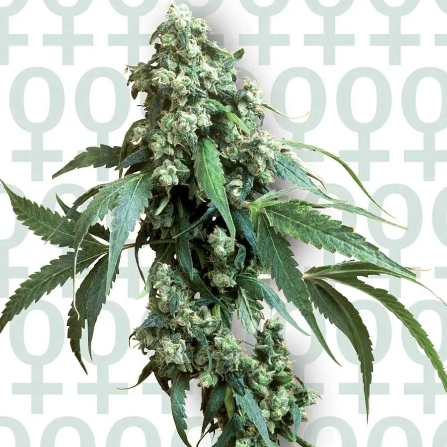 Jack Flash n.5 - feminizovaná semínka 5ks Sensi Seeds