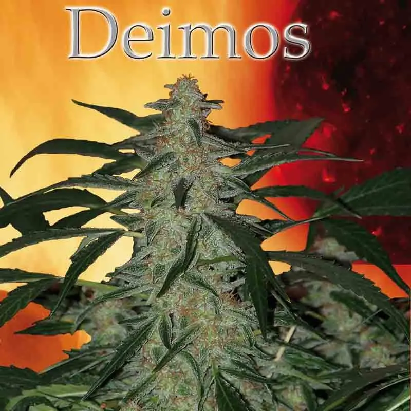 Deimos  - feminizované a samonakvétací semínka Buddha Seeds