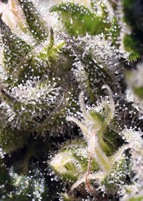 Cream Caramel Auto – samonakvétací semena 10 ks Sweet Seeds