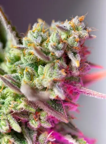 Sweet Mimosa XL Auto - feminizovaná semínka 5 ks  Sweet Seeds