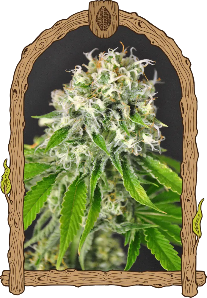 Exotic Runtz - feminizovaná semena, 3 ks, Exotic Seed