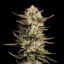 Purple Oreoz F1 Feminizovaná Semínka - 1