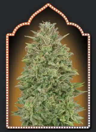 00 Seeds 00 Skunk feminizovaná semena