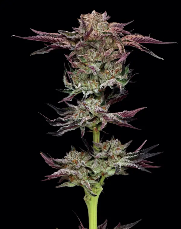 Humboldt Seed Company Jelly Donutz feminizovaná semena