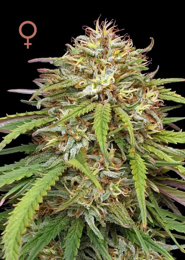 Humboldt Seed Company Ed Rosenthal's Super High Life feminizovaná semena