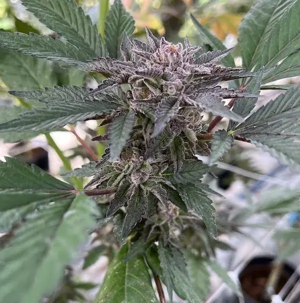 Big Mike's Genetics Gelo SOAP feminizovaná semena, 3 ks