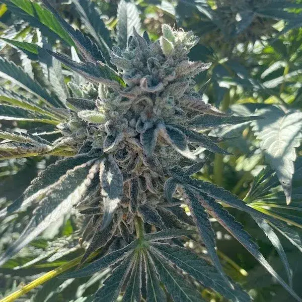 Big Mike's Genetics GMO-8541 feminizovaná semena, 3 ks