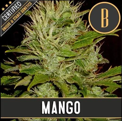 BlimBurn Seeds Mango feminizovaná semena
