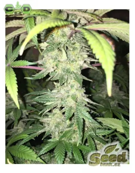CBD Crew CBD Yummy feminizovaná semena, 5 ks