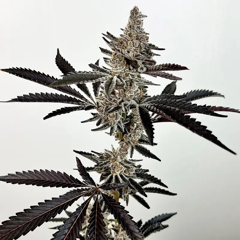 Exotic Genetix Cosmic 22 feminizovaná semena