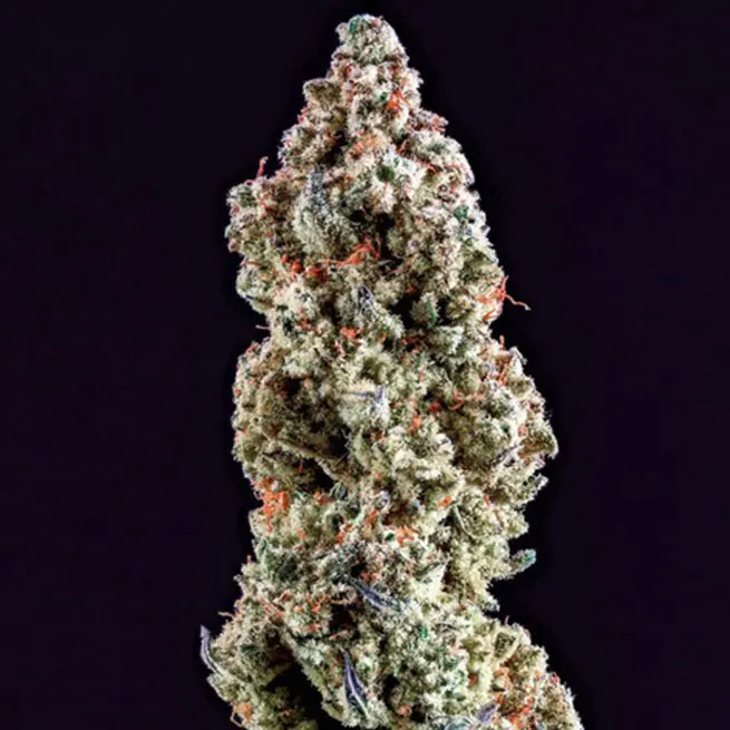 Ethos Genetics Mandarin Cookies R3 feminizovaná semena