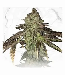 T.H. Seeds Gelato Cake feminizovaná semena, Gelato 33 x Birthday Cake