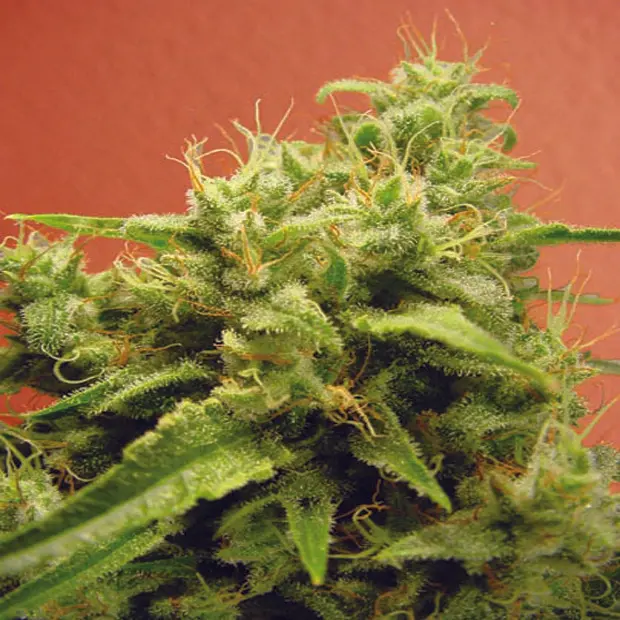 Opium - 10 ks feminizovaná semínka Paradise Seeds