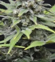 AK 47/ Critical+ Auto - fem. a samonakvétací semínka 6ks Natural Seeds