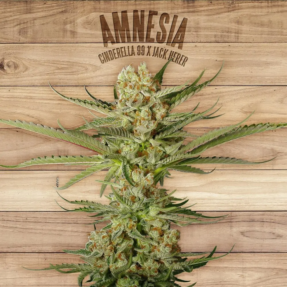 The Plant Organic Seeds Amnesia feminizovaná semena