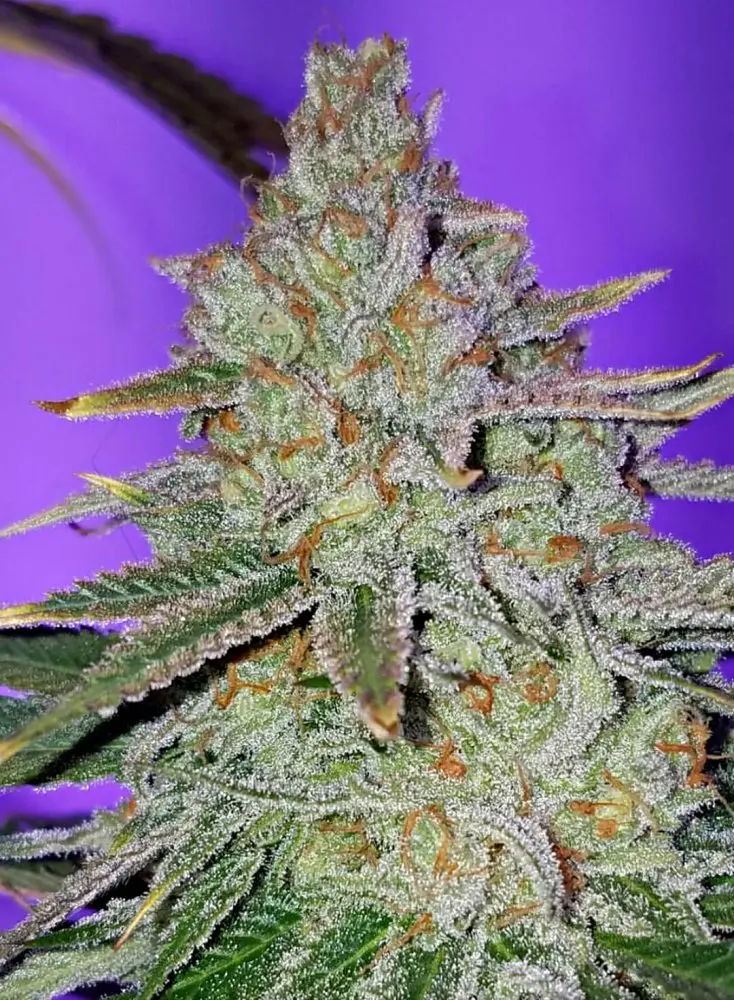 Jinxproof Genetics Cookie Puss regulérní semena