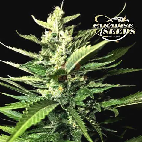 Paradise Seeds Auto Kong 4 samonakvétací semena
