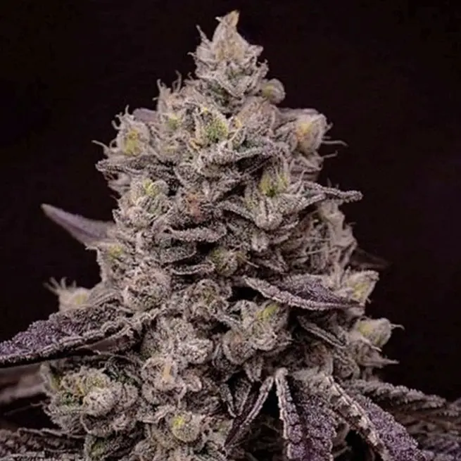 Ethos Genetics Fanta Sea Rbx feminizovaná semena
