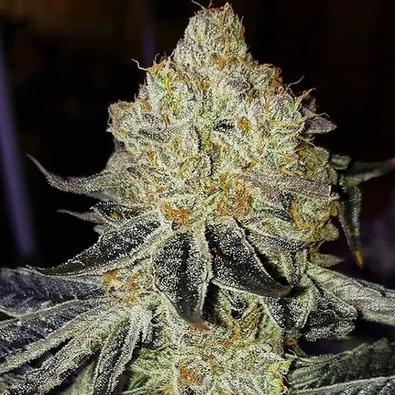 Ethos Genetics Mandarin Zkittlez F1 regulérní semena