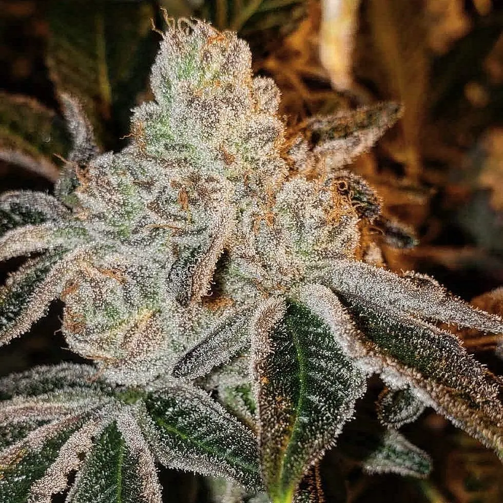 Ethos Genetics Johny Dang R1 feminizovaná semena