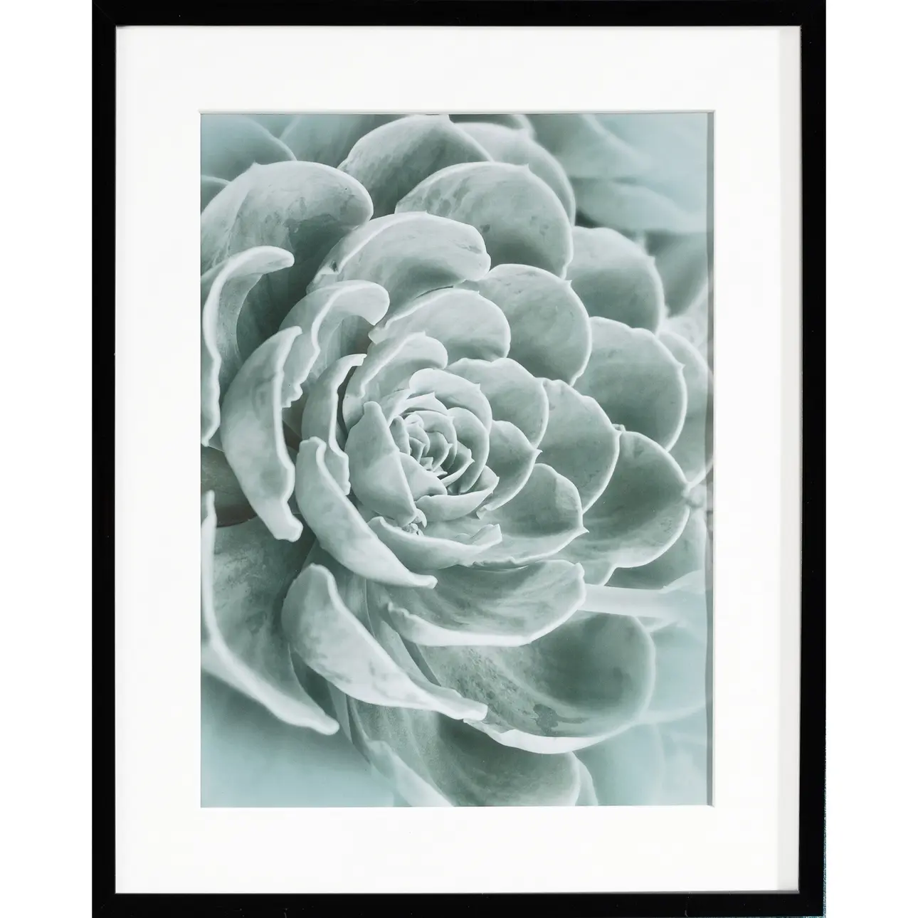 Dekoria Obraz Succulents I 40x50xcm, 40x50cm